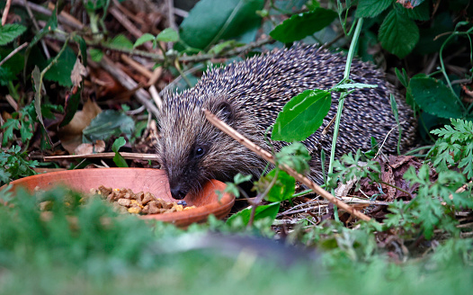 Urban hedgehog feeeding in a garden