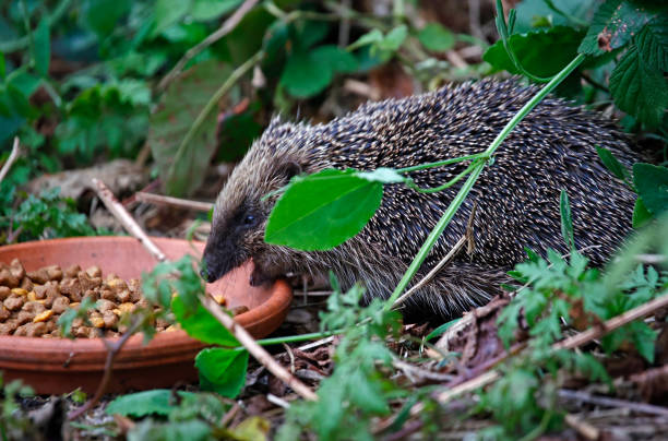 istock Urban hedgehog feeeding in a garden 1387267819