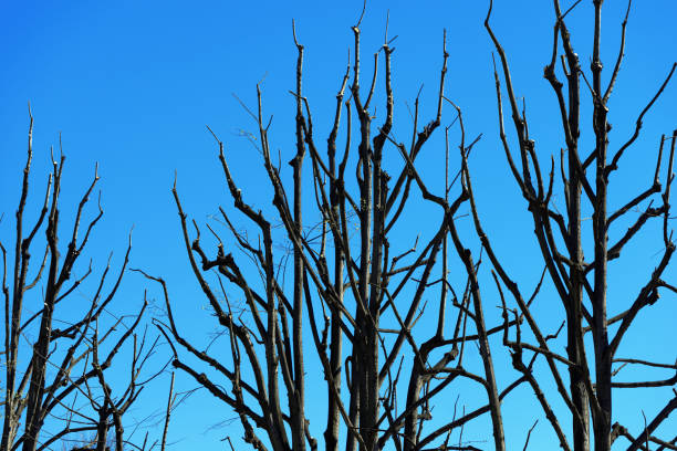 grupo de ramas de árboles desnudos contra un cielo azul claro en primavera - treetop sky tree high section fotografías e imágenes de stock