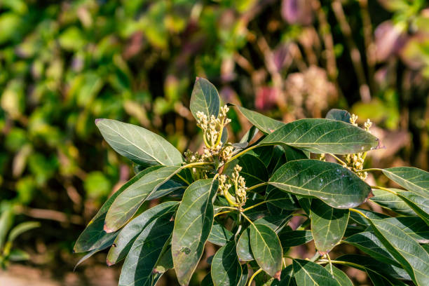 Persea americana belongs to the Lauraceae family.