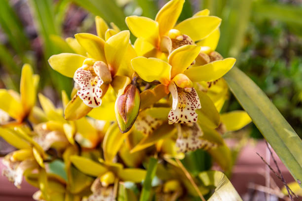 istock Orchid with yellow and white leaves with brown spots 1387268396