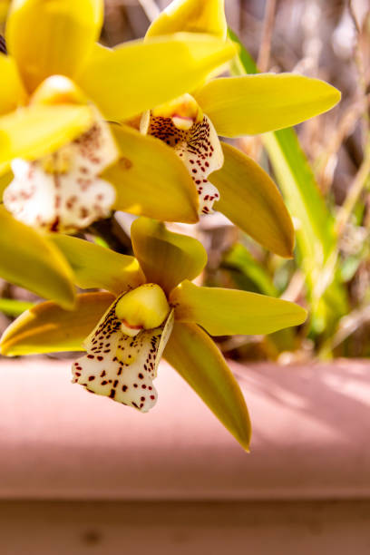 istock Orchid with yellow and white leaves with brown spots 1387268397