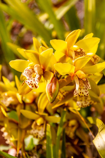 istock Orchid with yellow and white leaves with brown spots 1387268400
