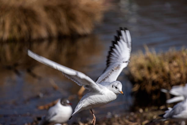 istock Young hooded gull in winter colors 1387268520