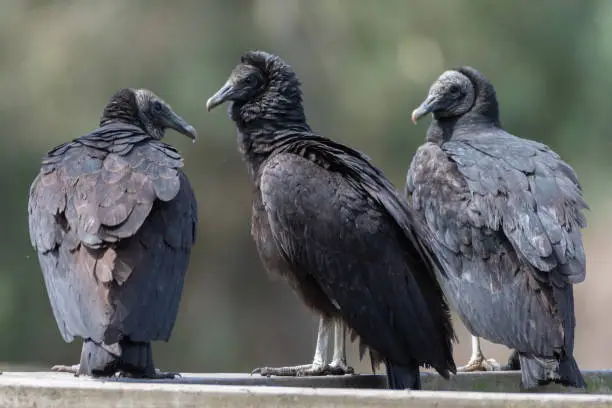 Photo of A trio of American black vultures (coragyps atratus) sitting on a railing.