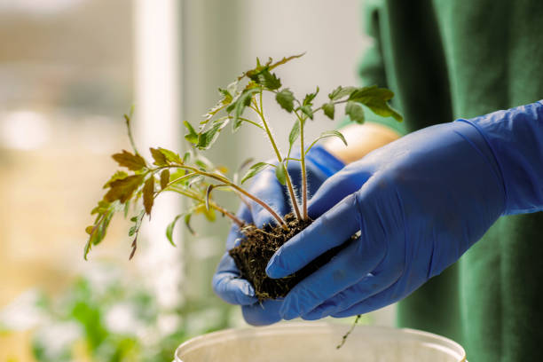Woman holds tomato seedlings grown in pots before planting to garden