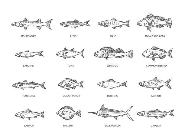 ilustraciones, imágenes clip art, dibujos animados e iconos de stock de conjunto de peces de agua salada. tipos de peces marinos y oceánicos - black bass illustrations