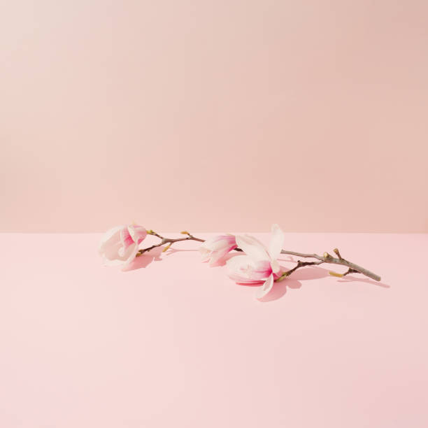 istock Branch of magnolia flowers set horizontally on pink background with sharp shadow. 1387273712