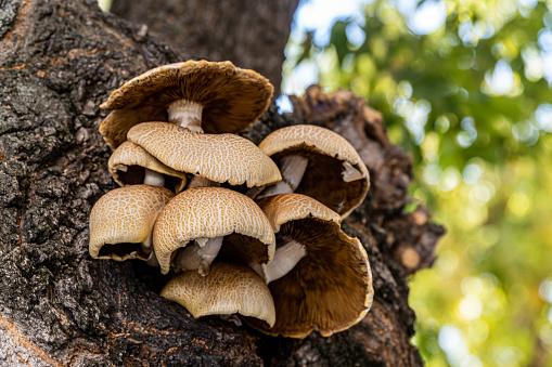 Close-up low angle detail of mushrooms growing on the trunk of a tree in a city.