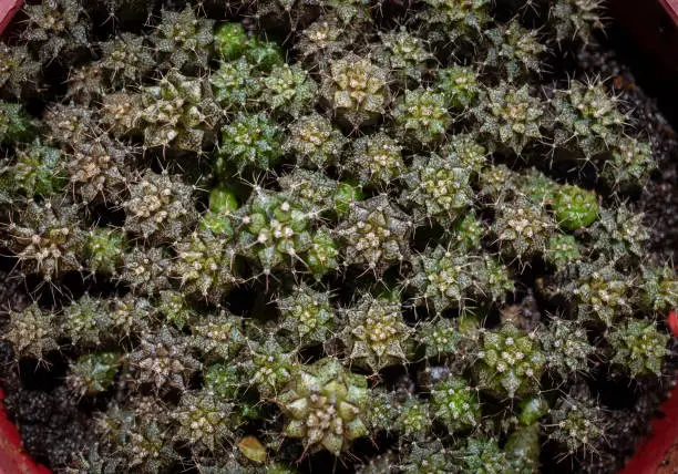 Photo of High angle view of small Gymnocalycium cactus grow in a soil pot.