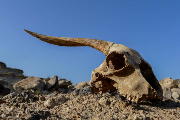 istock Dry Goat Skull Bone, Goat Skull background in the desert 1387276298