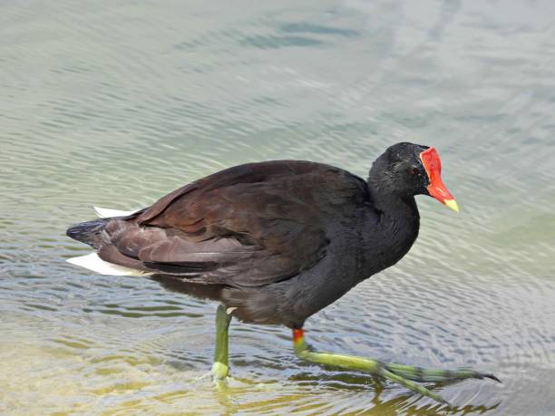 istock Common Gallinule (Gallinula galeata)  walking in a lake 1387277060