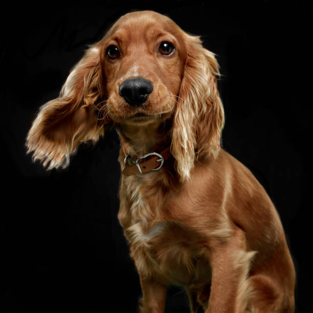 Close-up front portrait of a cute coker spaniel isoalted on a black background. stock photo