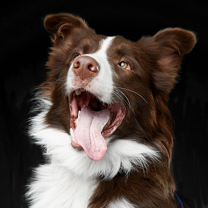 Closeup portrait of a brown Border Collie, looking at camera with open mouth, isolated black background.