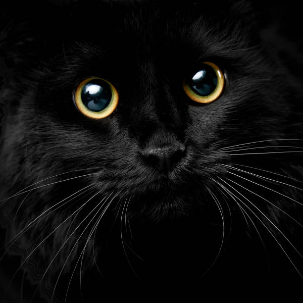 Cute muzzle of a black cat closeup image.