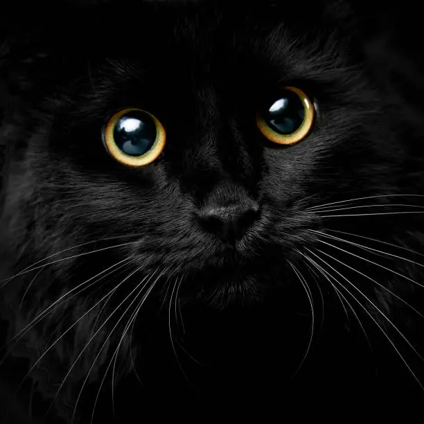 Photo of Cute muzzle of a black cat closeup image, isolated black background.