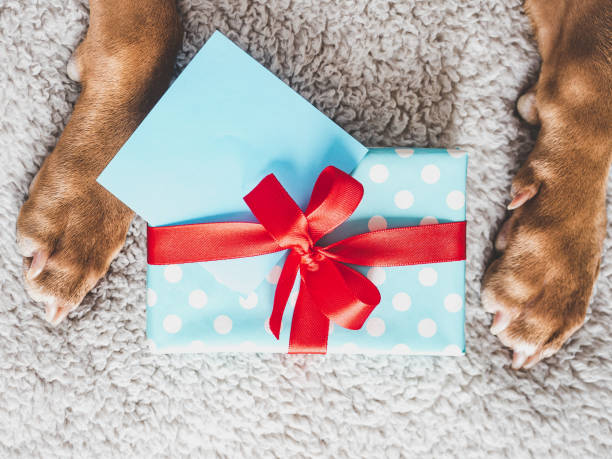 istock Lovable, pretty puppy brown color and gift box 1387278259