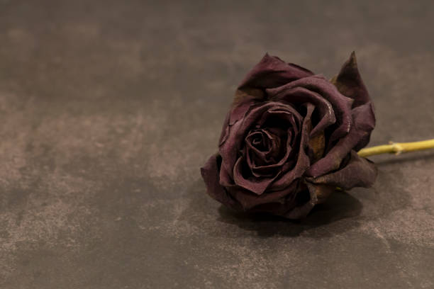 istock A dry red rose on a dark background 1387279292