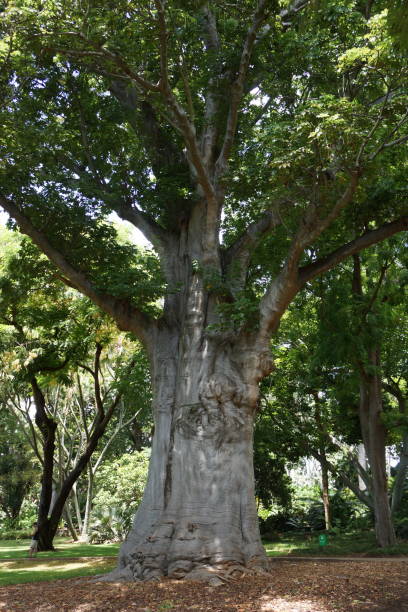 Fig Tree stock photo