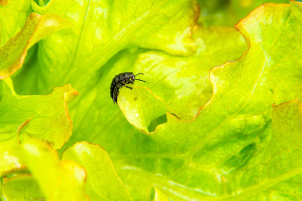 ugly larva crawls on lettuce leave in search of food for development and transformation into carrion beetle or Silphidae an ugly larva crawls on lettuce leaves in search of food for development and transformation into a carrion beetle or Silphidae, selective focus beetle silphidae stock pictures, royalty-free photos & images