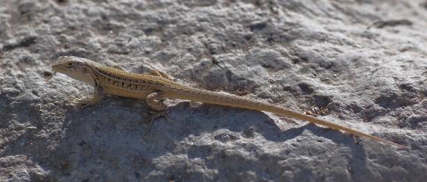 istock A single individual of the Wreath Tree Iguana sunbathes 1387281985