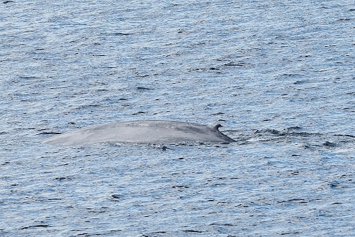A Blue Whale (Balaenoptera musculus) surfaces to breathe in the waters of a Chilean Fjord