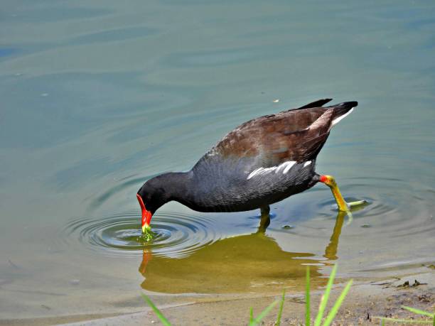 istock Common Gallinule (Gallinula galeata)  -foraging in a lake 1387282398