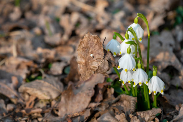The spring bluebell grows on wet grounds, and is also known as Leucojum Vernum, a common spring flower that belongs to the Daffodil Family.