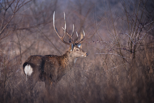 Wildlife scene of single sika or spotted deer (Cervus nippon) in the natural habitat