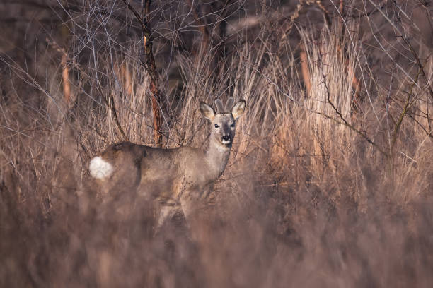 istock Wildlife scene of roe deer 1387284074