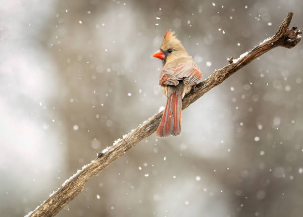 Female Northern Cardinal. A female Northern Cardinal sits on a perch during a snowfall. female cardinal bird stock pictures, royalty-free photos & images