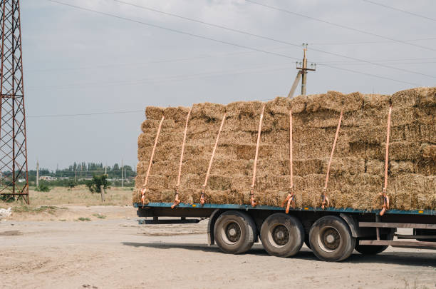 istock Rectangular bales of dry straw fixed with rigging straps on a truck. Tractor truck platform with hay. 1387284551