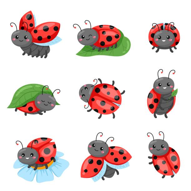 Cartoon ladybug. Funny cute red beetle with polka dots pattern, flying and crawling adorable insect characters, different poses on leaf or flower sitting, happy emotions vector isolated set Cartoon ladybug. Funny cute red beetle with polka dots pattern, flying and crawling adorable insect characters, different poses on leaf or flower sitting, happy emotions on face vector isolated set ladybug stock illustrations