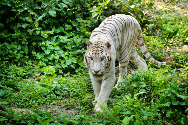 istock Beautiful white tiger in the park 1387290741