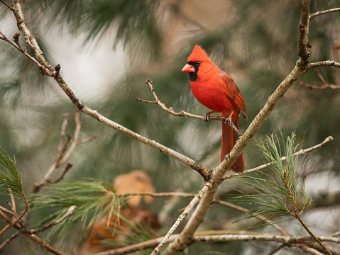 A male Northern Cardinal sits in a tree, as it makes sure it's safe to go to a feeder.