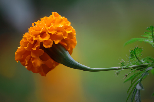 Beautiful close-up orange marigold flower(Genda Phool)