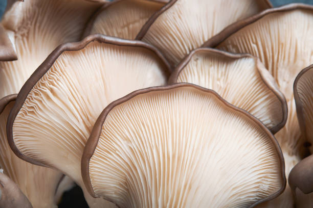 Fresh oyster mushrooms. Abstract nature background of delicious organic oyster mushrooms on old wooden background, top view with space for text. stock photo