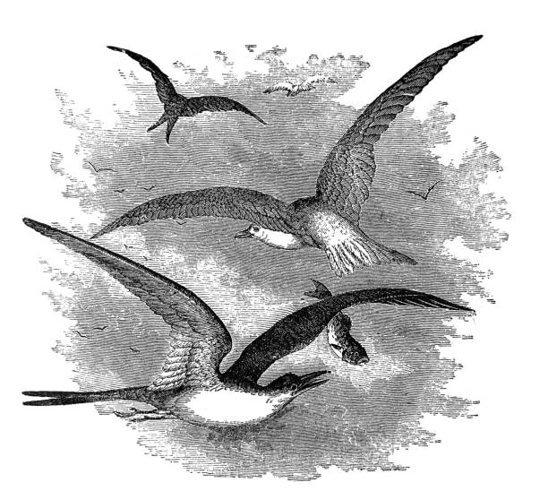 istock Antique illustration - flock of seagulls flying 1387296321