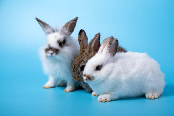 istock Close up Three rabbits white and brown sitting in row together on blue background 1387296989