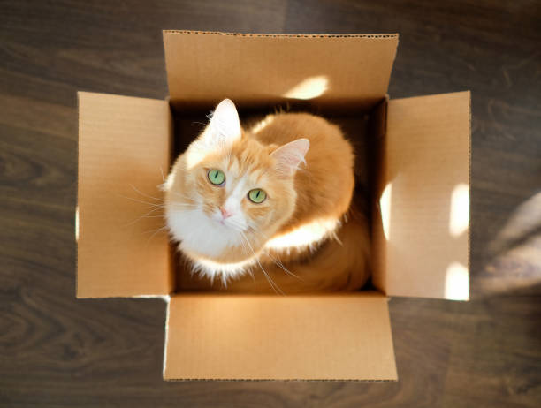 istock Domestic ginger cat in a box, top view, with sunlight 1387297431