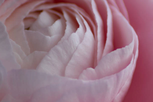 istock Selective soft focus details of pale pink buttercup flower 1387301698
