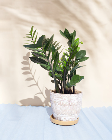 ZZ Plant, Zanzibar gem or Zamioculcas zamiifolia on a pastel background.  Still life with houseplant. Warm tone. Play of light and shadow. Good morning, summer flowers, plant lovers concept.