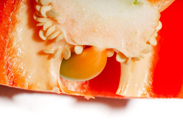 Stock photo showing close-up view of a group of whole, shiny green, yellow, orange and red bell peppers (capsicums), with stems, on a red background. Peppers are a particularly versatile vegetable, often being eaten raw or cooked. Healthy eating concept.