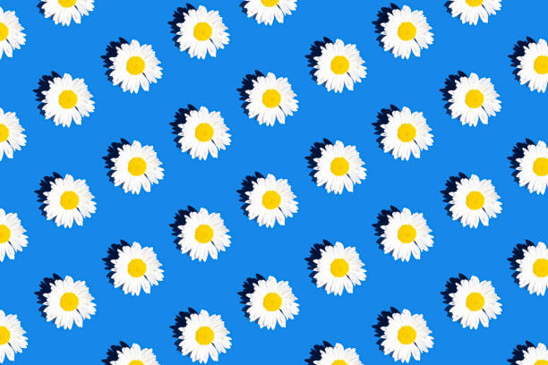 Overhead shot of blurred many white daisy background.