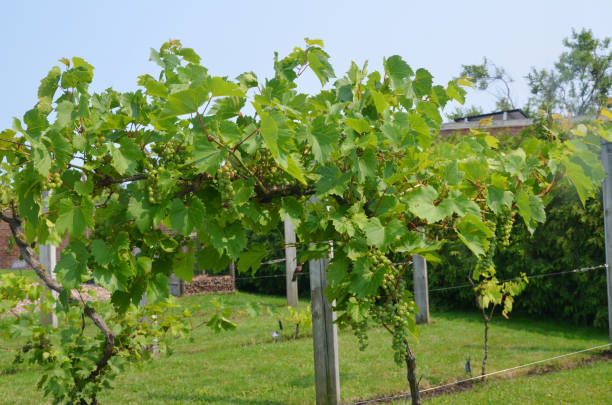 istock some young grape of the vine plants 1387304361