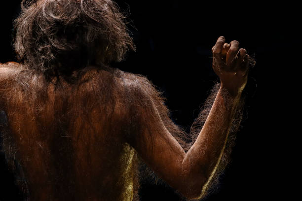 дорсальный афаренсис австралопитек, который является древним предком - neanderthal стоковые фото и изображения