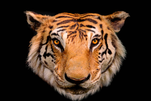 istock close-up of bengal tiger face on black background 1387304886