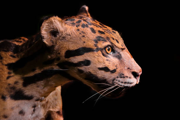 zbliżenie mglistej twarzy lamparta na czarnym tle - leopard horizontal snout fur zdjęcia i obrazy z banku zdjęć