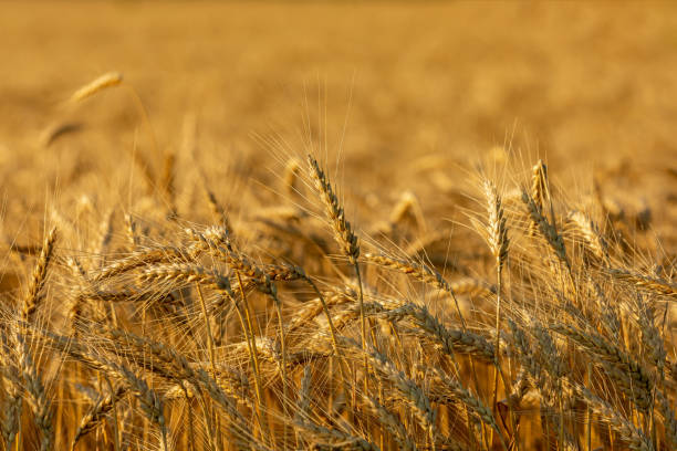 wheat field ready for harvest at sunset. cereal grain farming, commodity market and trade concept. - winter wheat imagens e fotografias de stock