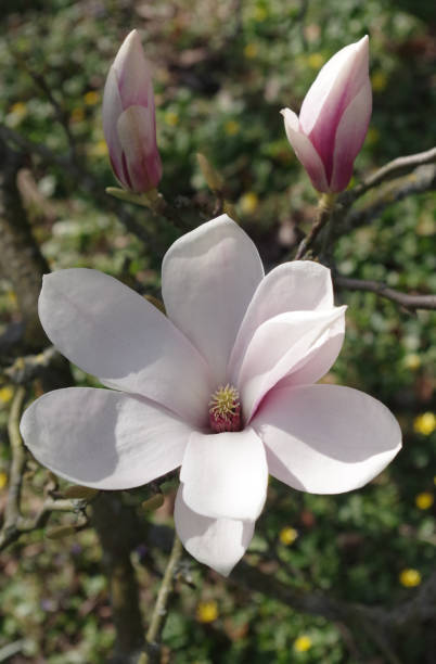 istock Blossom of a magnolia tree 1387306820